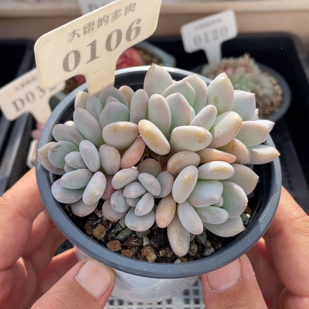 0106不认识不带盆9厘米