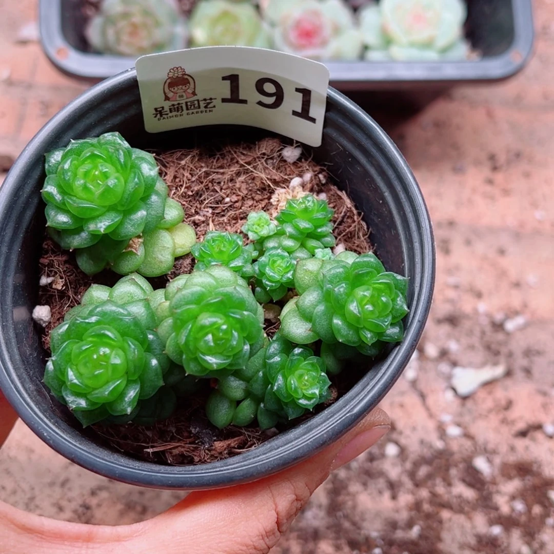 红***衣多肉植物多肉植物