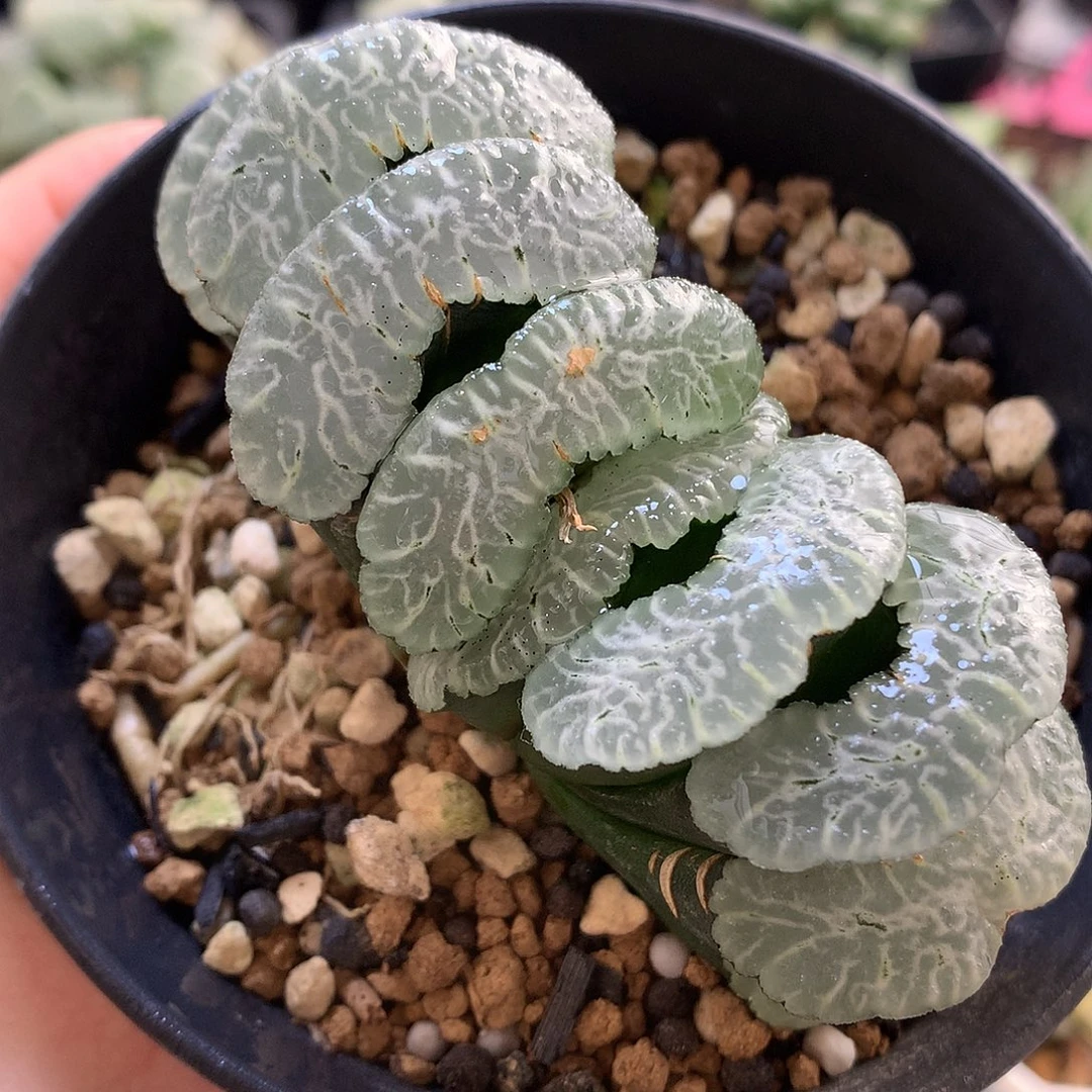 实生玉扇带盆土发货olll