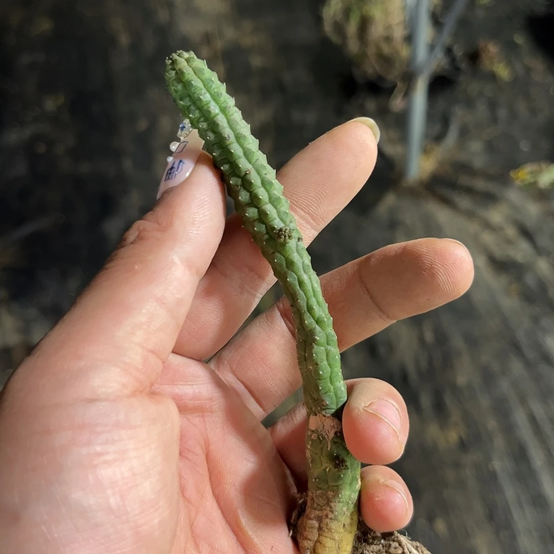 藦萝单头发货有根发货