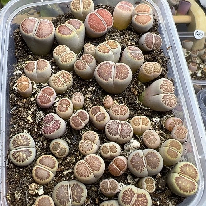 4627小美菊福利了