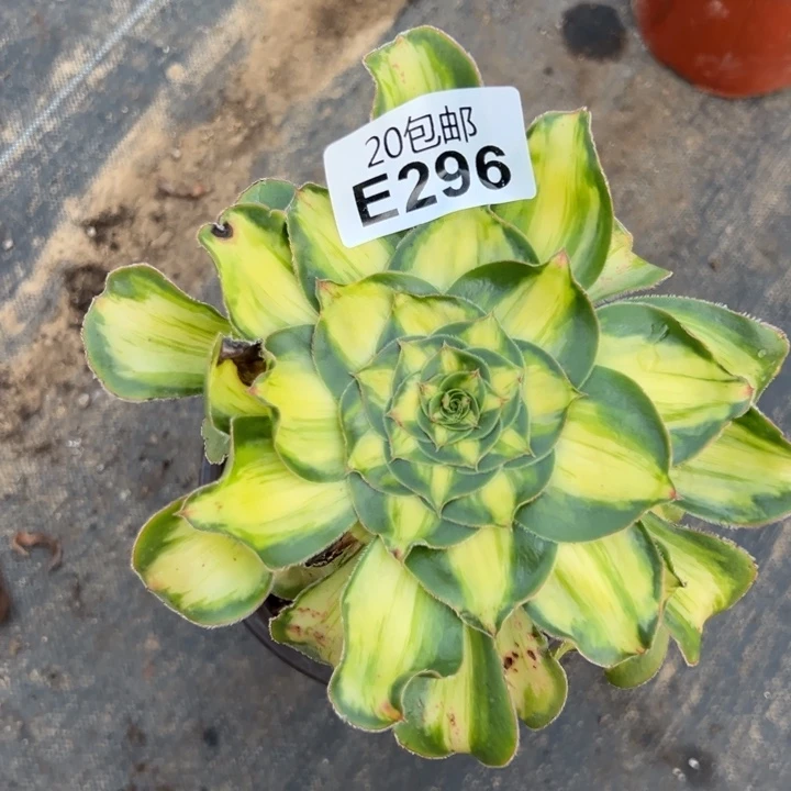 多肉植物296种植物