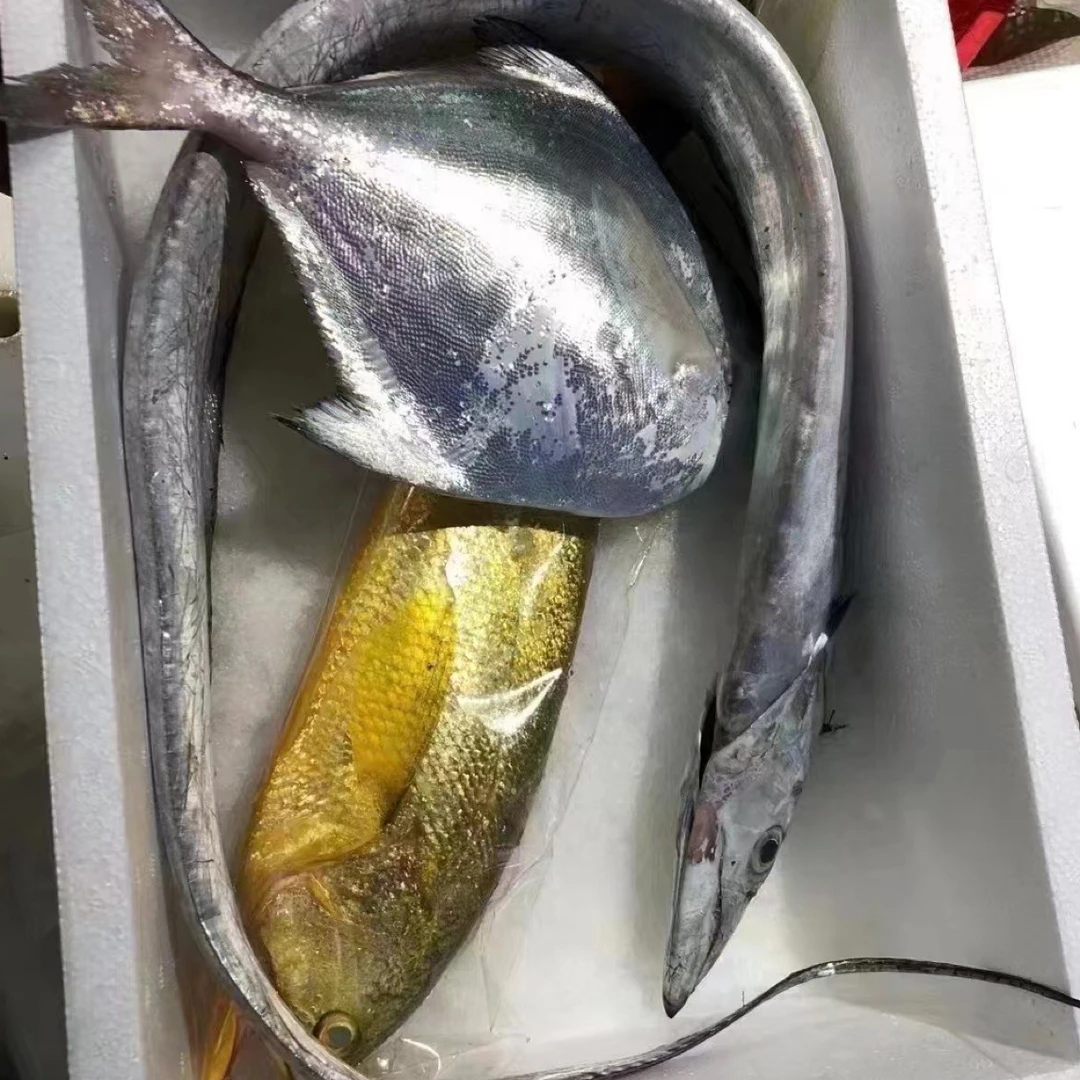 当日鲜东海三宝套餐鲜活新鲜带鱼海鲜冰鲜鱼