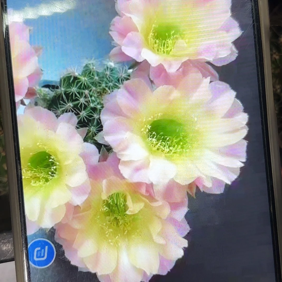 水蜜桃彩侧牙20包邮仙人球？13