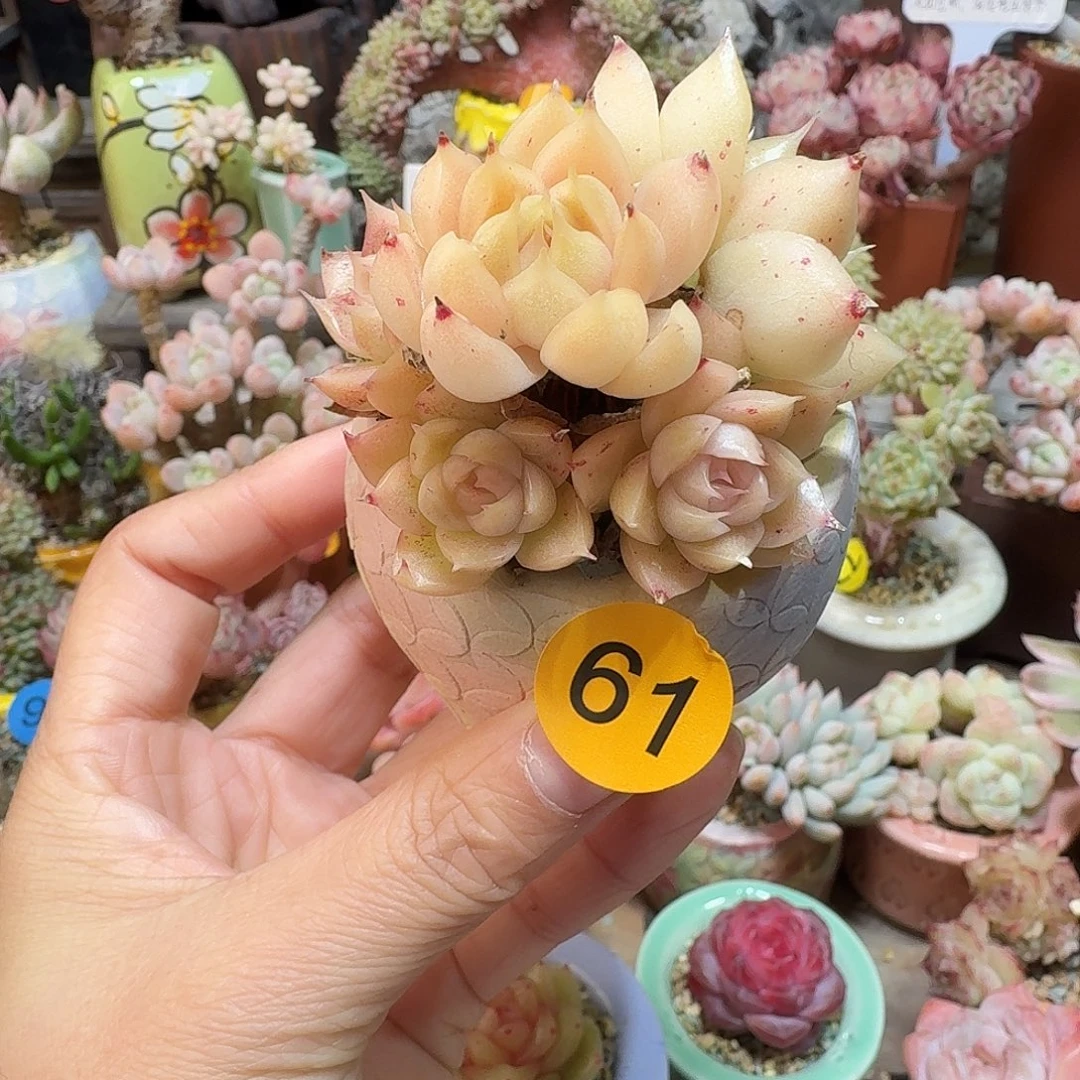 61 多肉含盆土 30元包邮非偏远