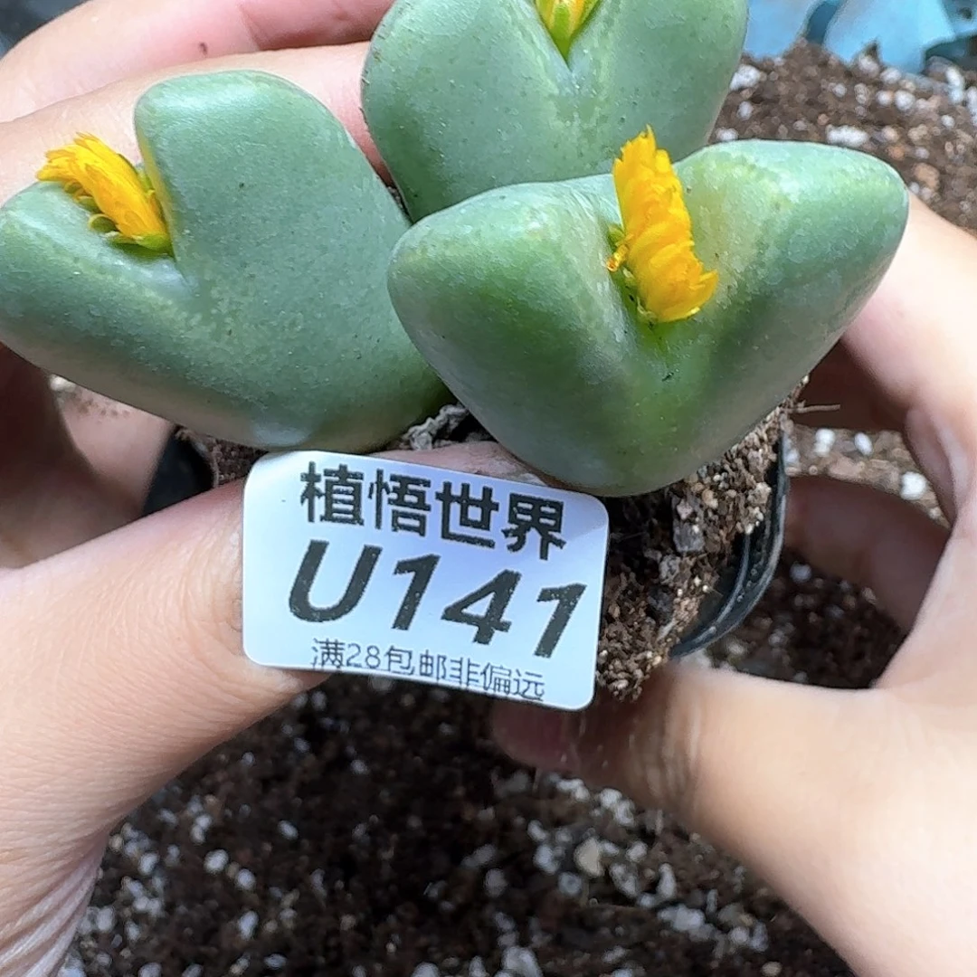 多肉植物的人生rgvb