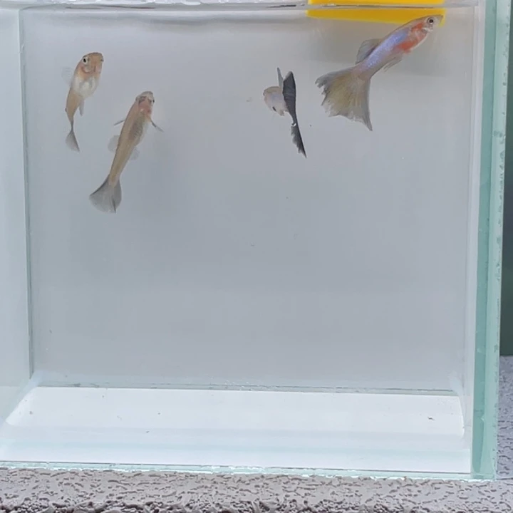 孔雀鱼3.辛加蓝两对