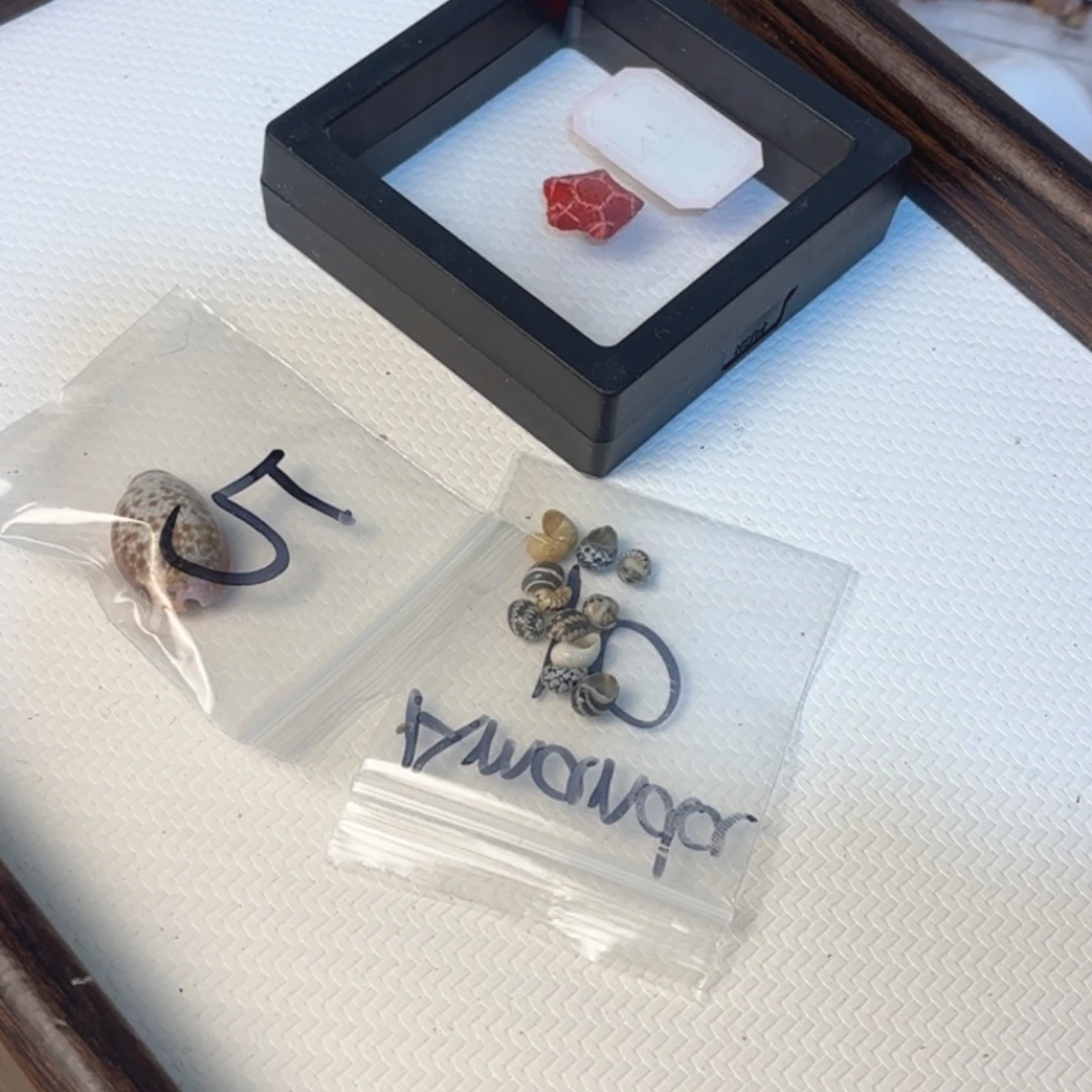 ****a天然海螺标本福利