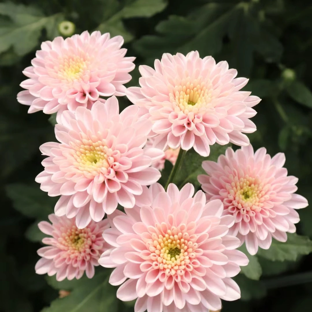 荷兰菊南农恒春大苗盆栽四季开花阳台庭院四季开花原盆土带花发