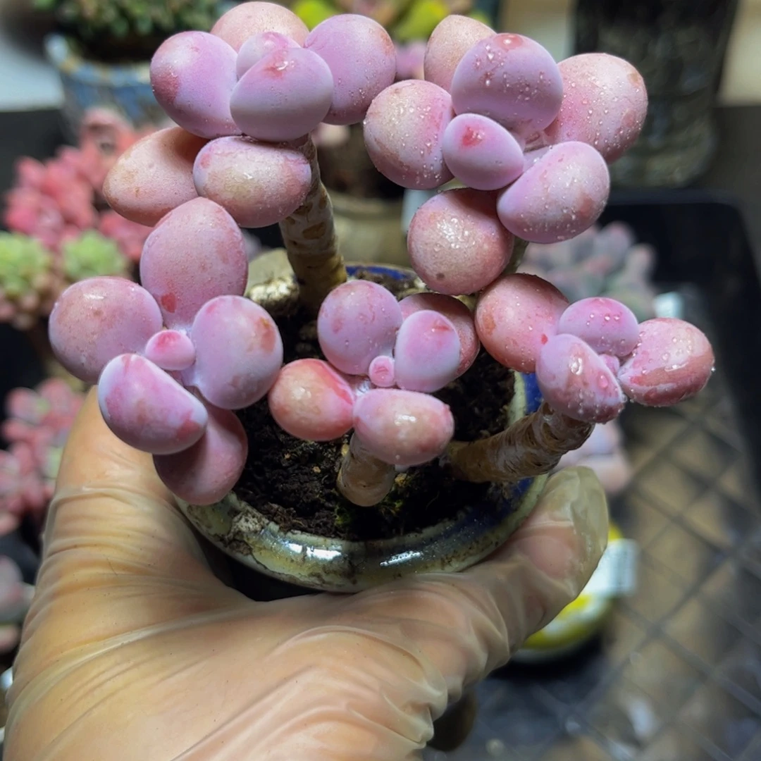 147桃蛋8.5厘米多肉