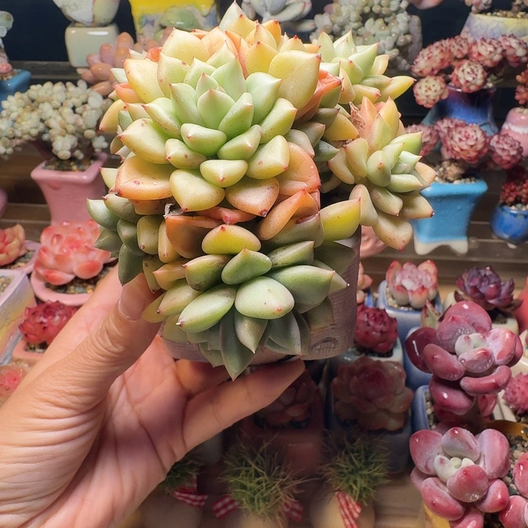 象牙 多肉含盆土 一物一拍