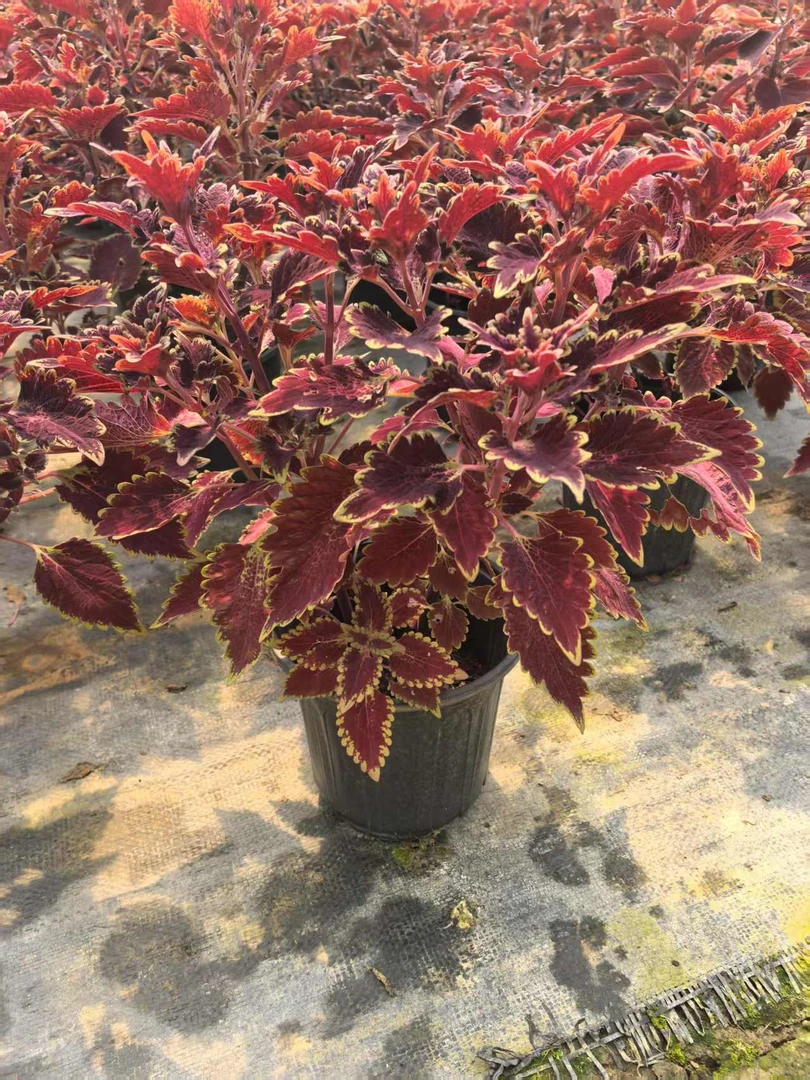 【加大冠幅】彩叶草金边盆栽耐热耐寒好养红叶花卉6