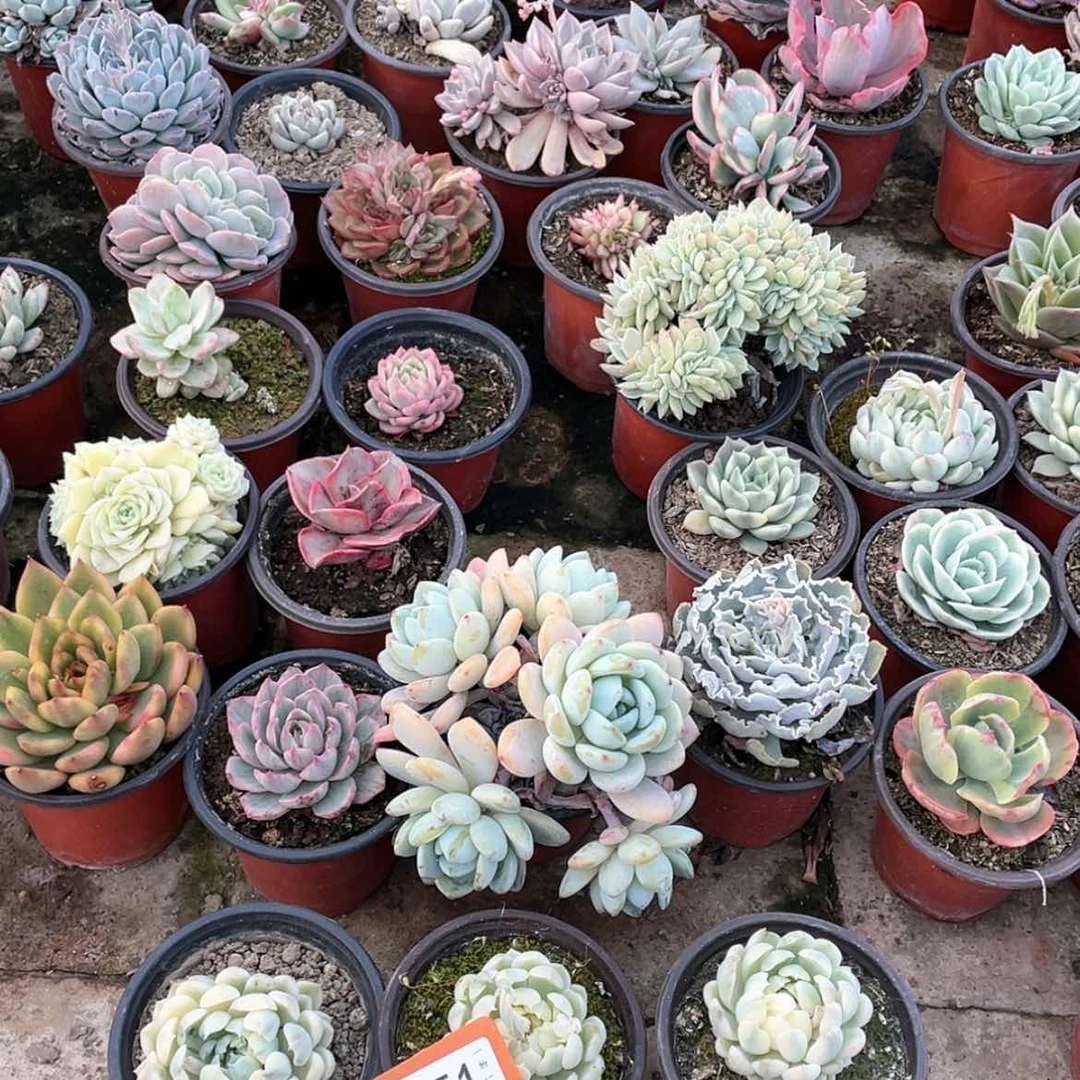 【闪购商品】。*151五颗一组
