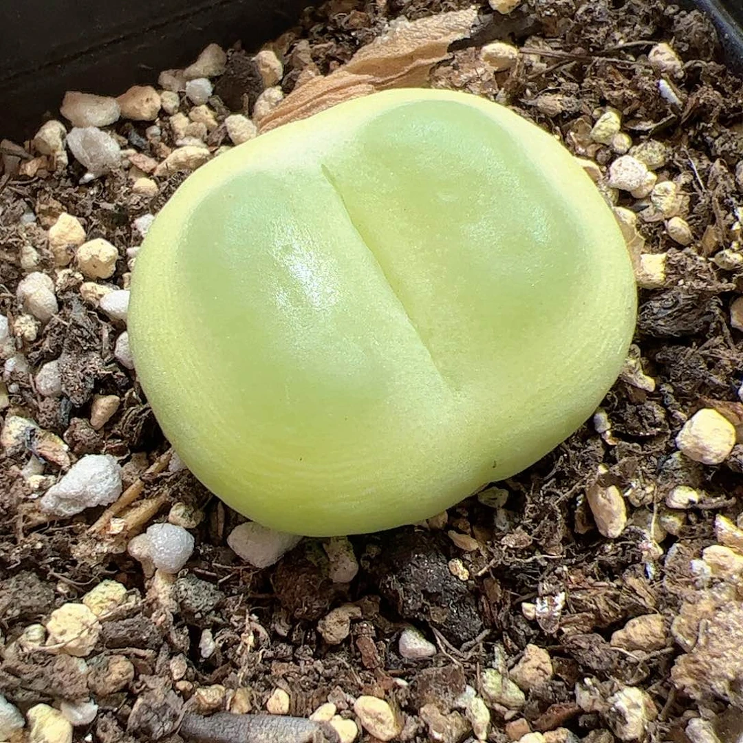 【闪购商品】507 拉登