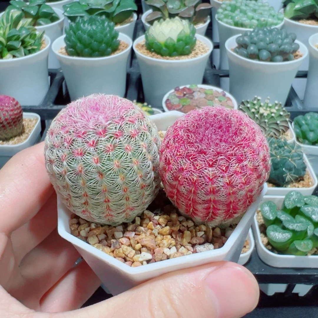 双头红太阳，八角杯种好