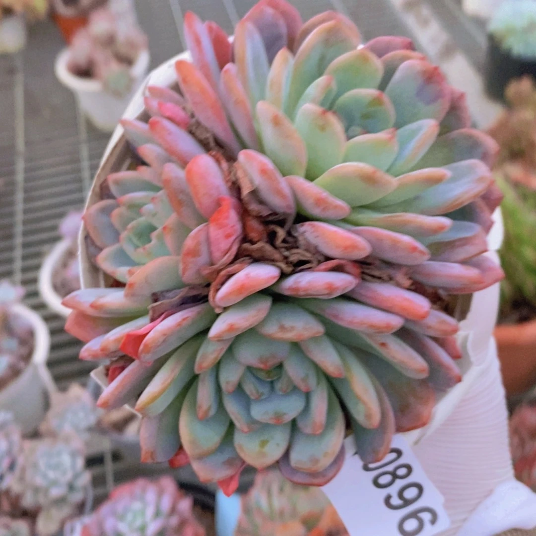 0896全明星一物一拍