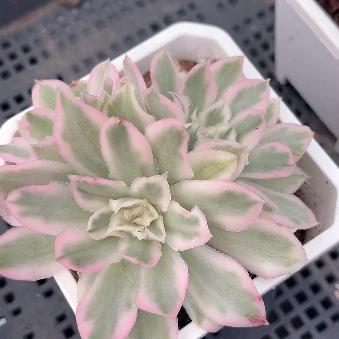 尚品园艺紫蝴蝶锦群