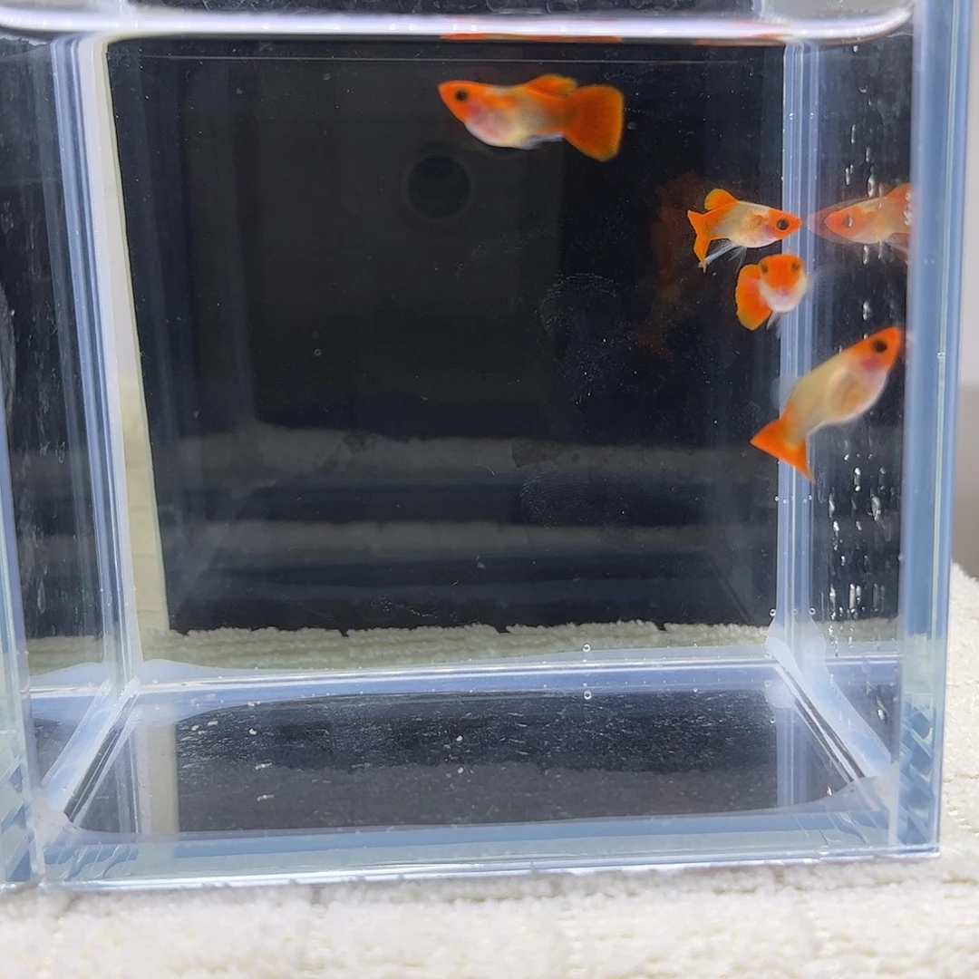 孔雀鱼深海兰黄化玻璃猫2公2母 （到手4条）