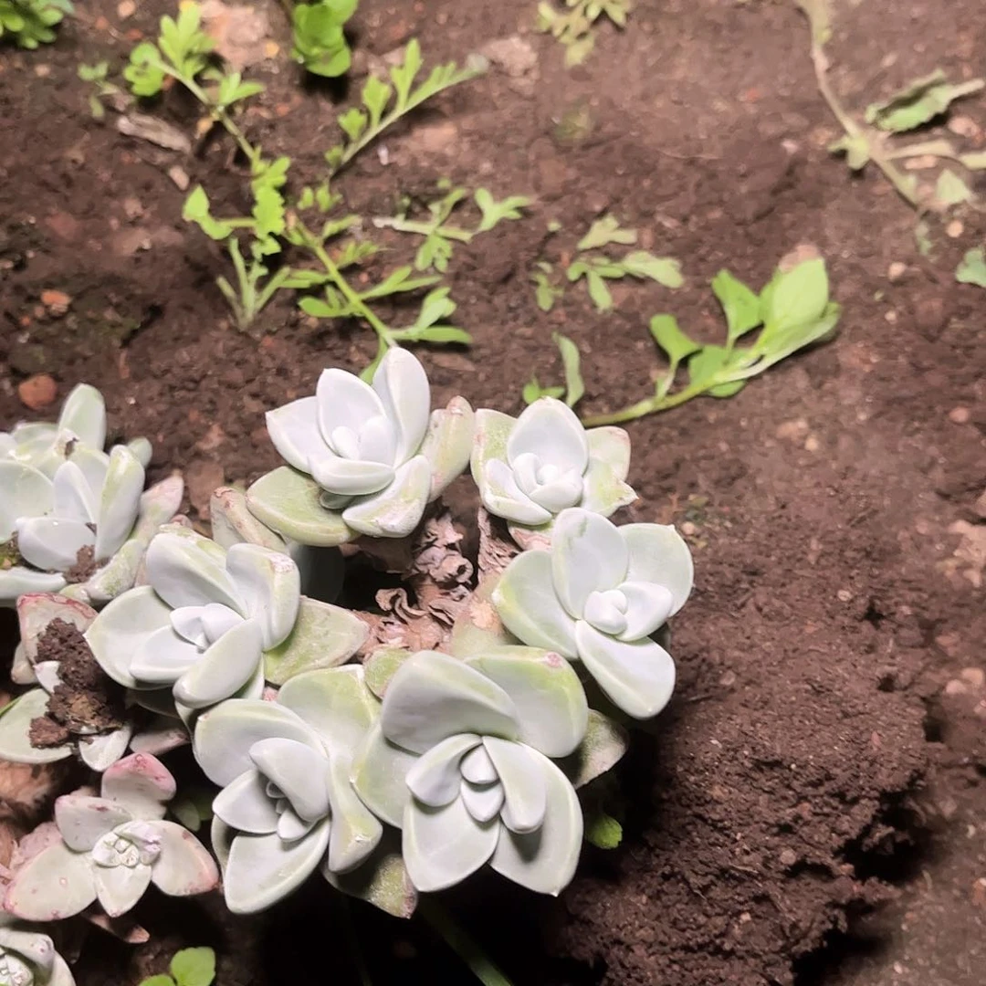 5181泡芙苹果叶多肉