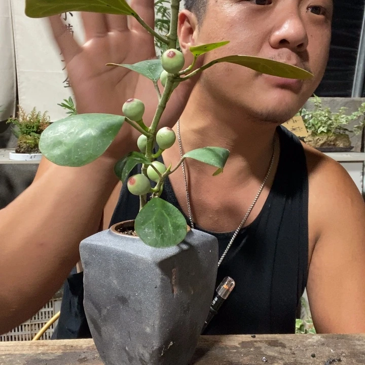 无花朵退款拉黑拉黑110