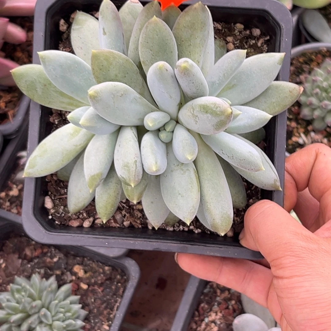 多肉植物胖体哥特483