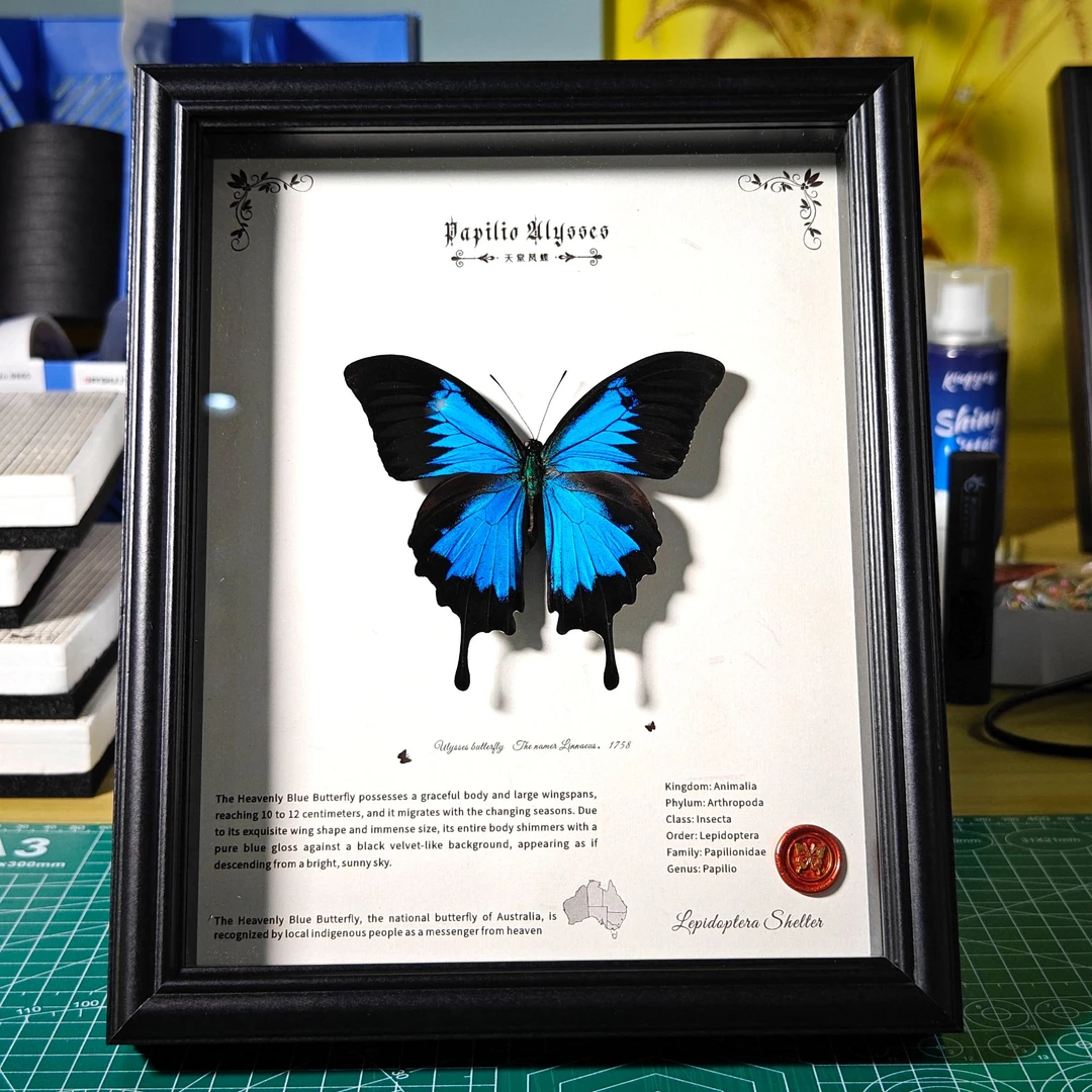 ⑥一物一拍直播链接 A1品质天堂凤蝶真蝴蝶标本摆件