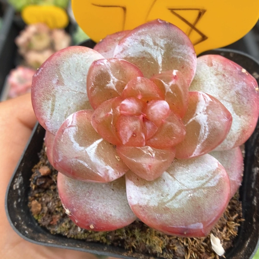 宝石心珍妮768号。