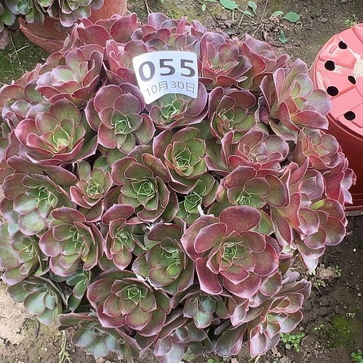 10.30-55玫瑰多肉植物0
