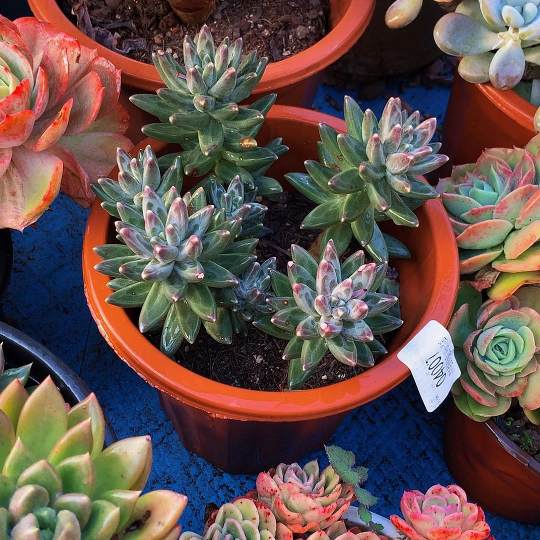 新***）   乌拉克拉多肉04007