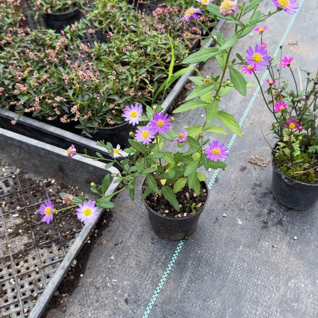 浩***产无花朵山野草素材