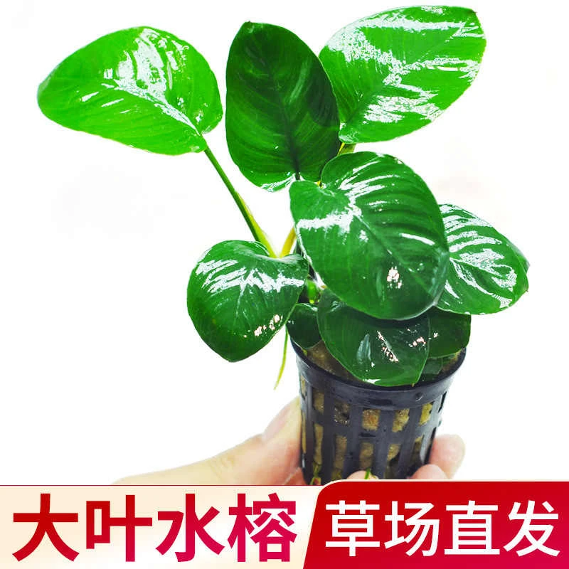 （水草）大叶水榕自带营养杯斗鱼迷缸懒人水草有水即活活体水草易养