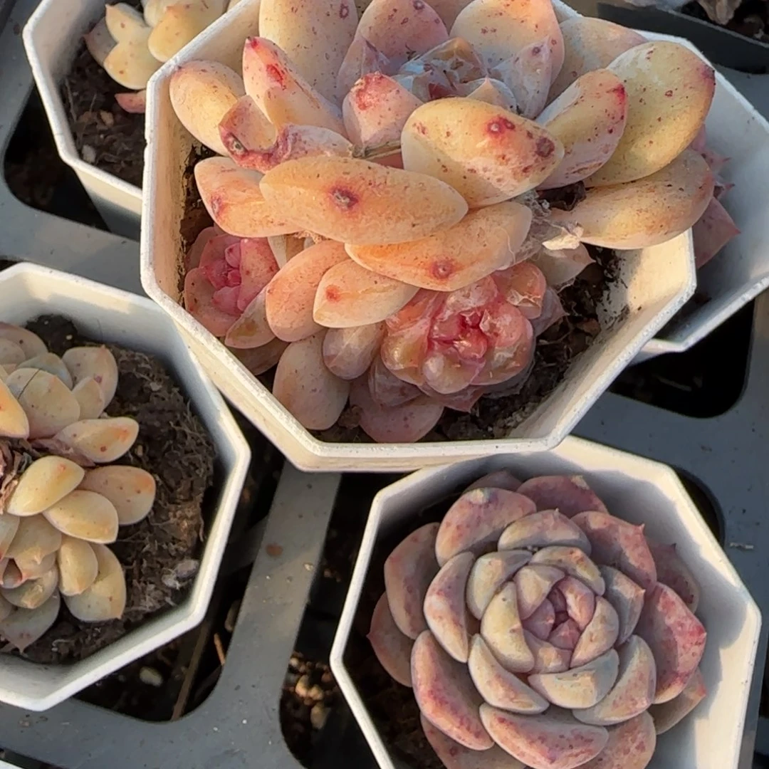 多肉小卡拉米糖心一物一拍，