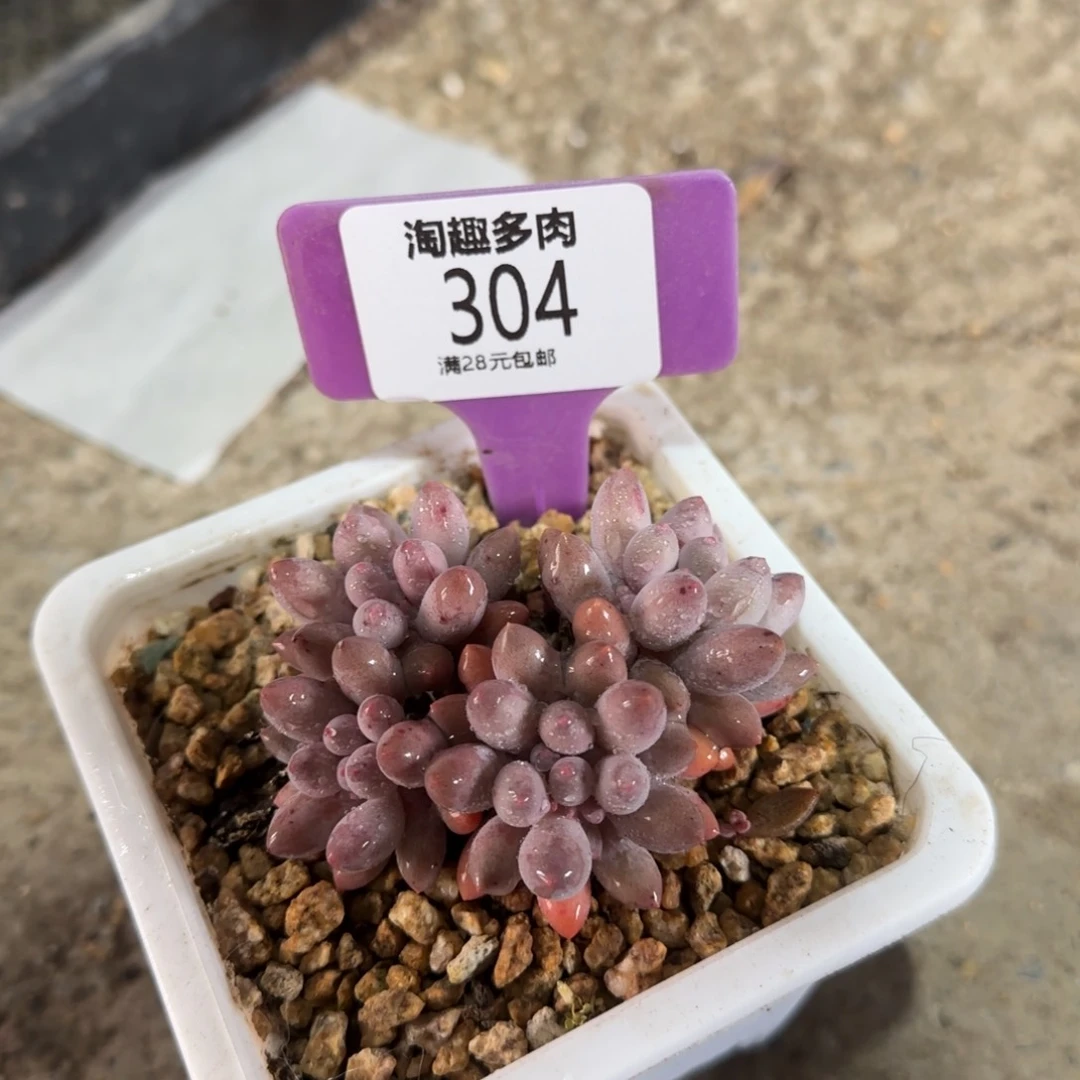 多肉植物婴儿手指求生老庄