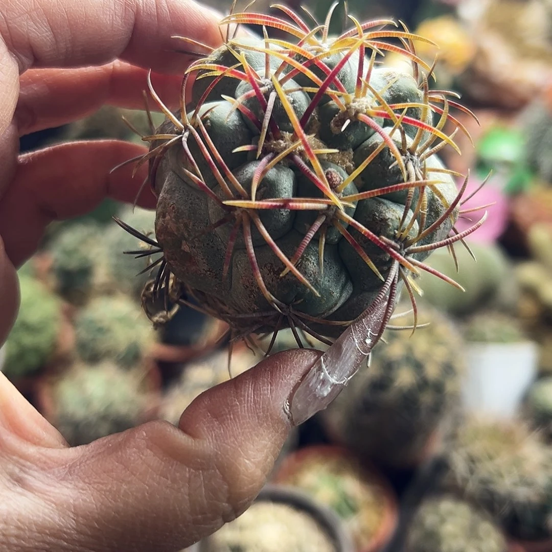 瑕疵不售后仙人球111111111