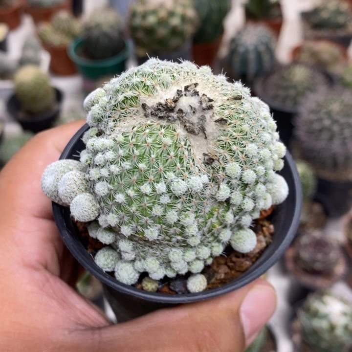 月世界群特价福利孤品