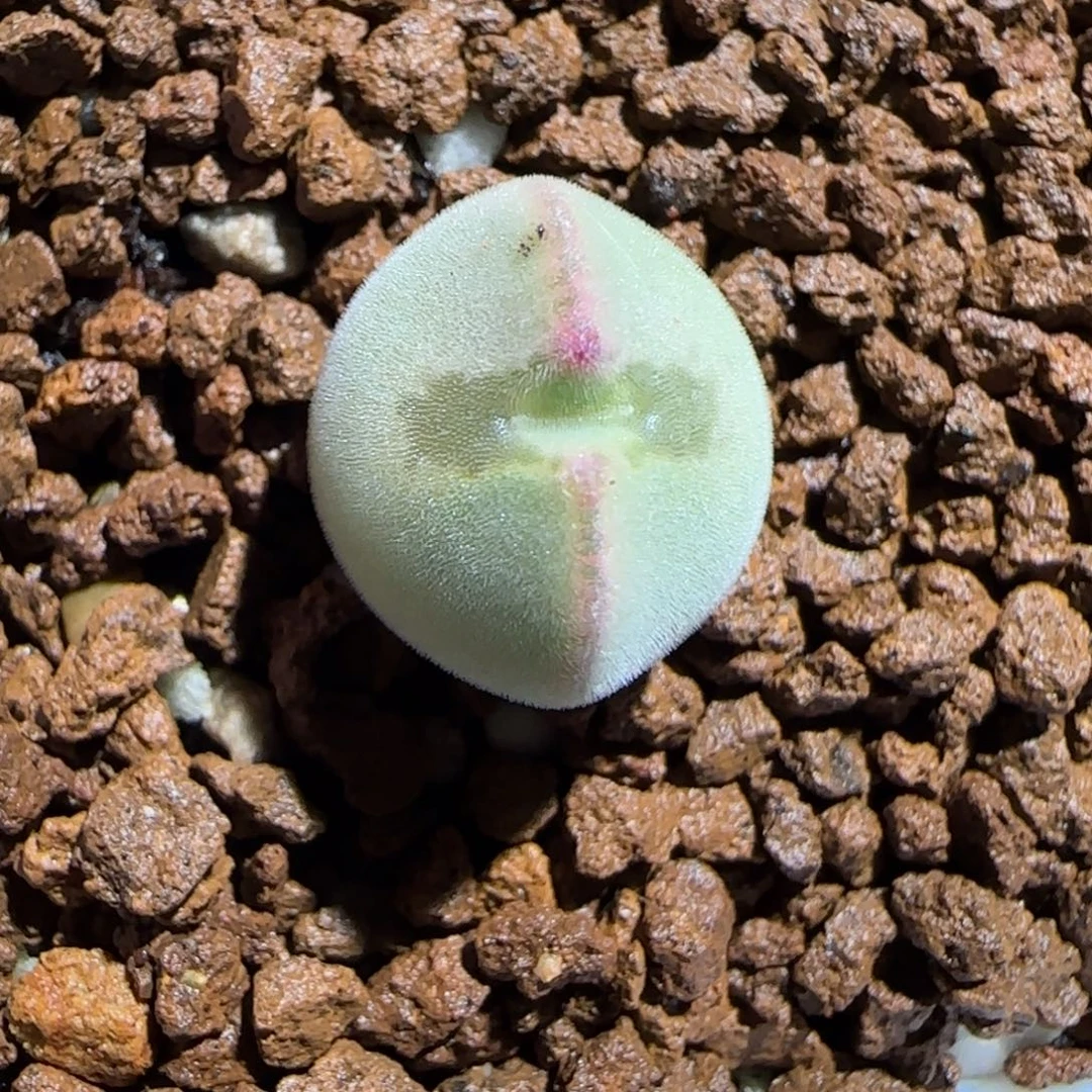 肉锥多肉植物组合-ap空蝉1446