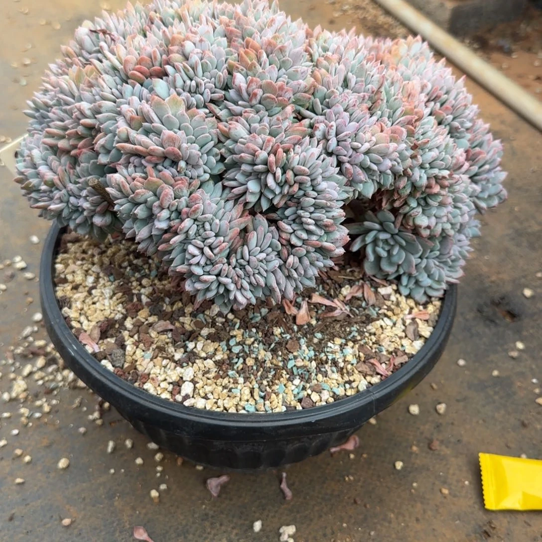 小***儿2069。       玛瑙缀