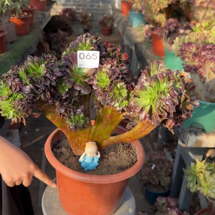 欧嘉莉法师锦缀化065