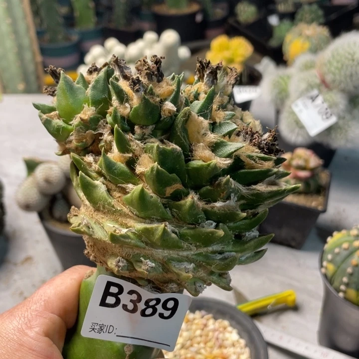 389龙舌兰群大个仙人球