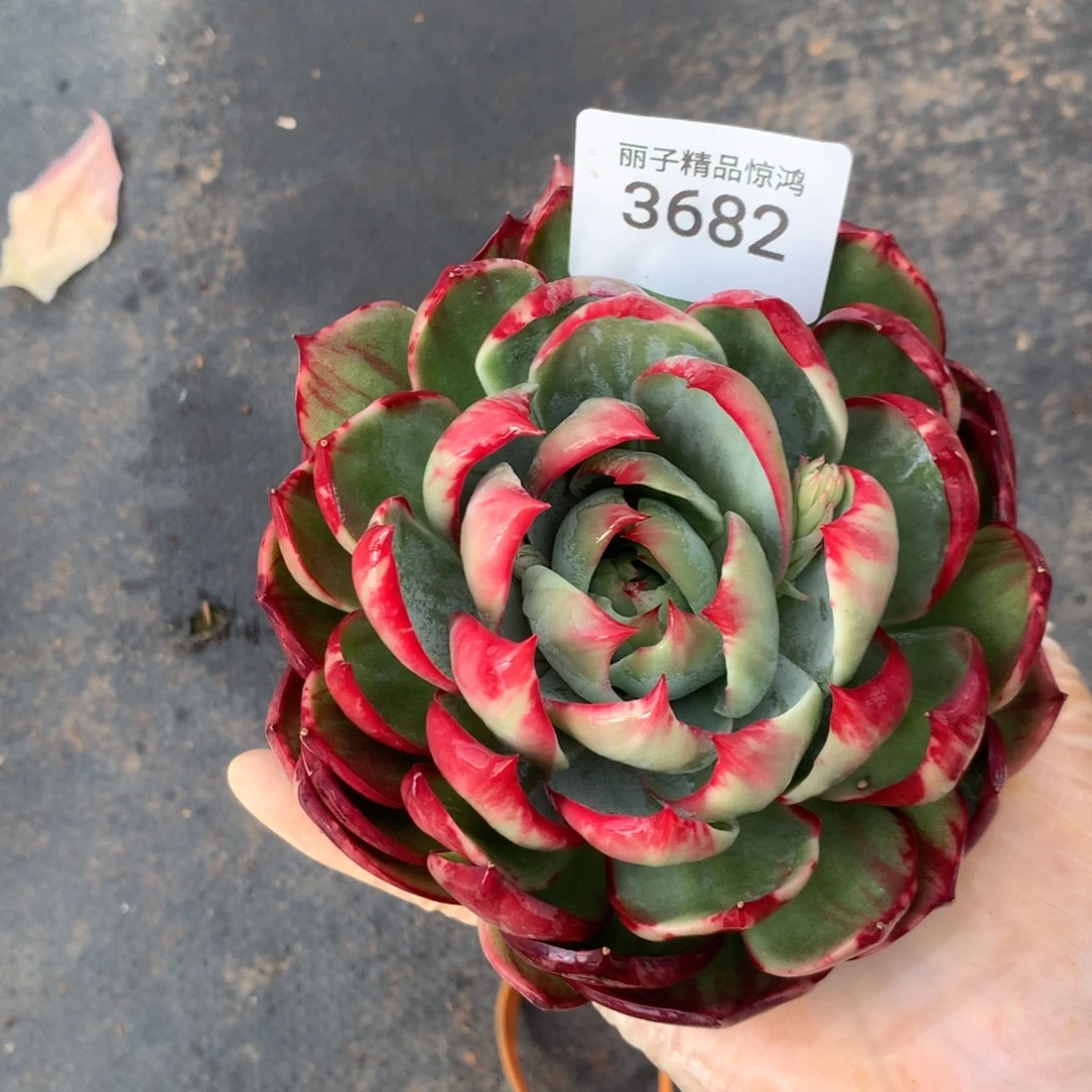 3682一物一拍13厘米