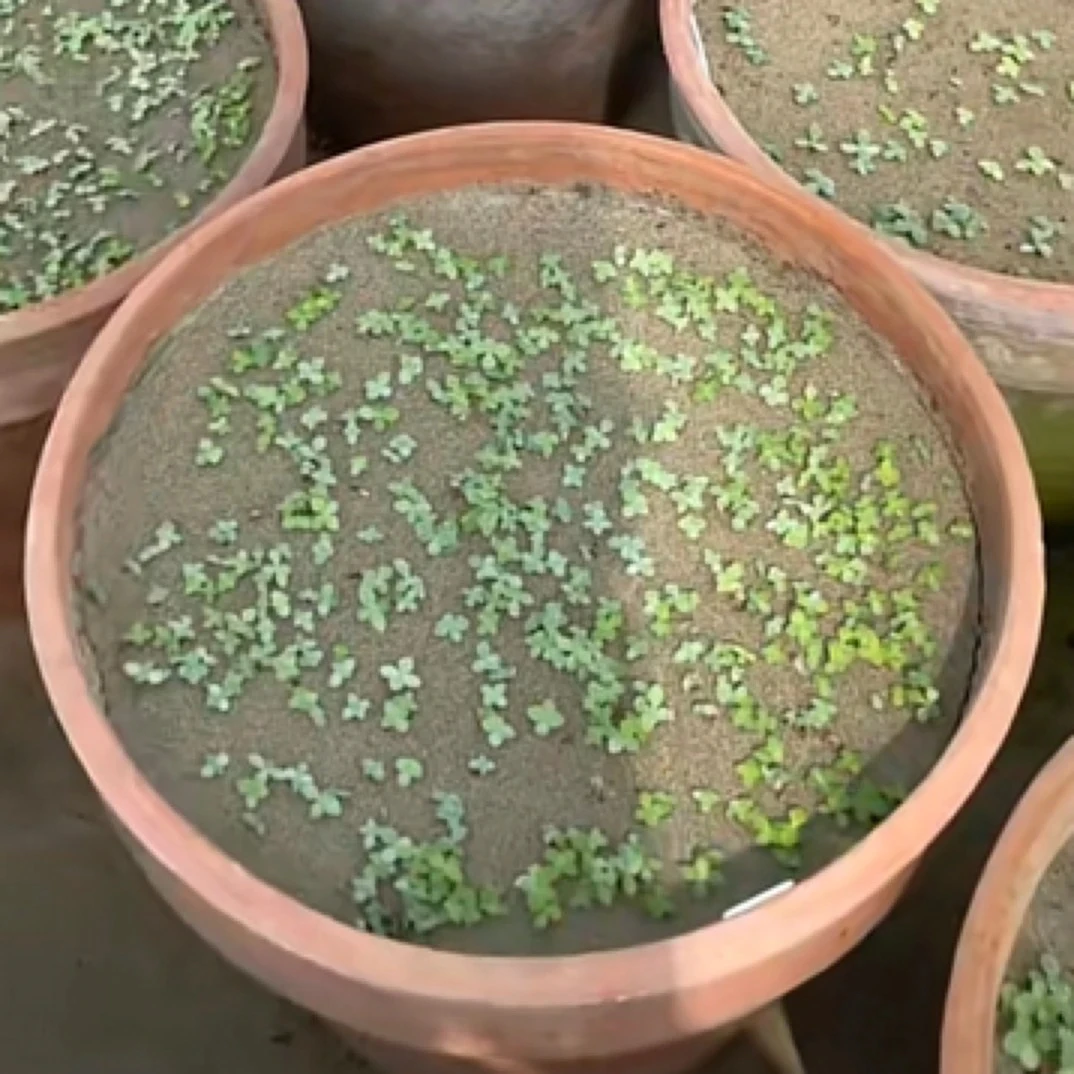 自育新品种大菊种子/可选母本/满30包邮