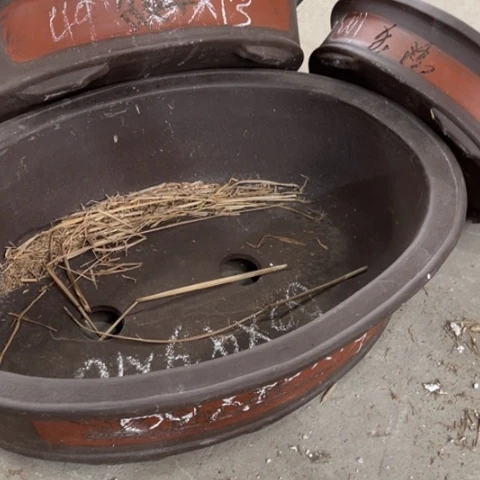 紫砂花盆150-3。   大中小