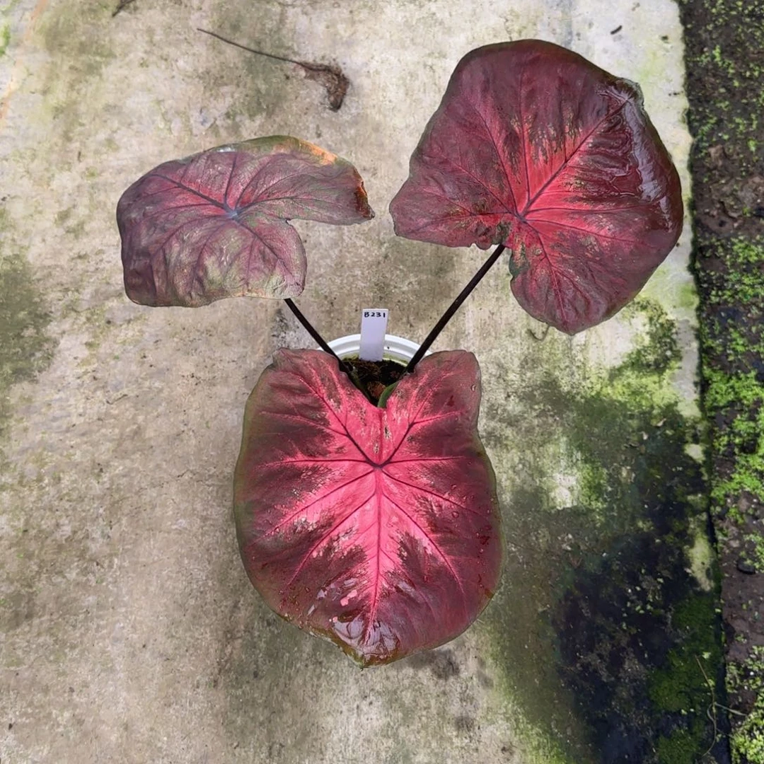 完全开放21大海王不包叶损不包球