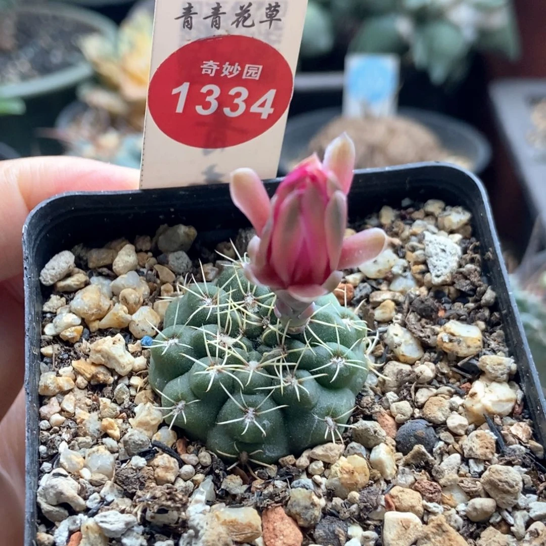 实生球一颗仙人球