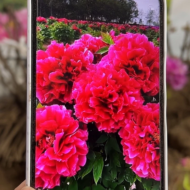 珍***完全开放花王2年苗