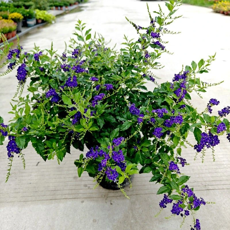 巧克力蕾丝金露花棒棒糖耐热耐寒多年生庭院室内易养盆栽