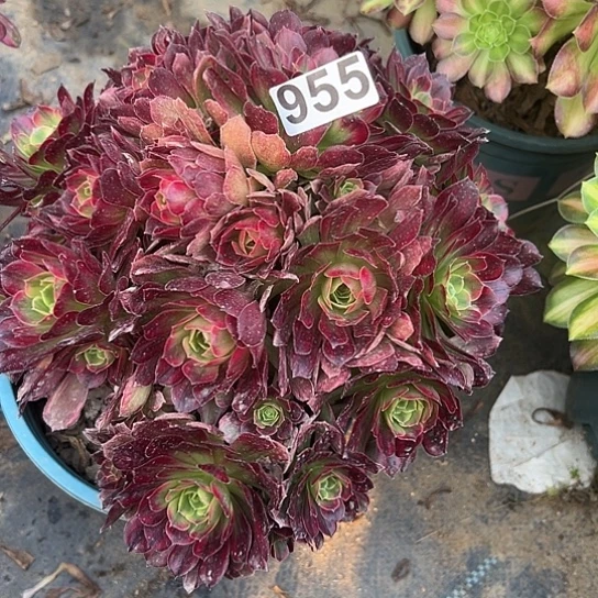 豆****）一颗多肉法师植物