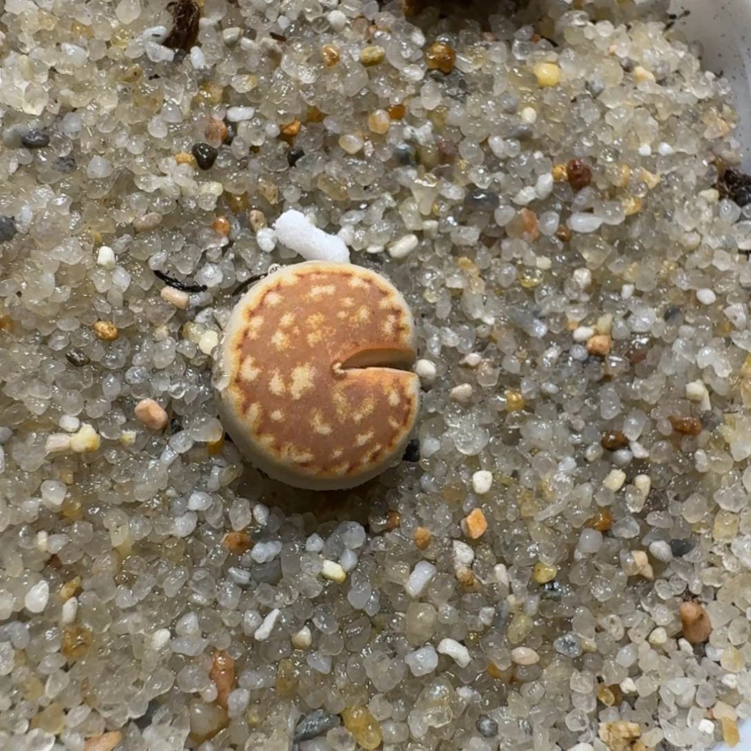 L****n0603-59饼干饼干