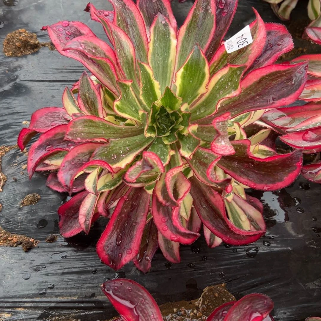4魅影多肉植物系