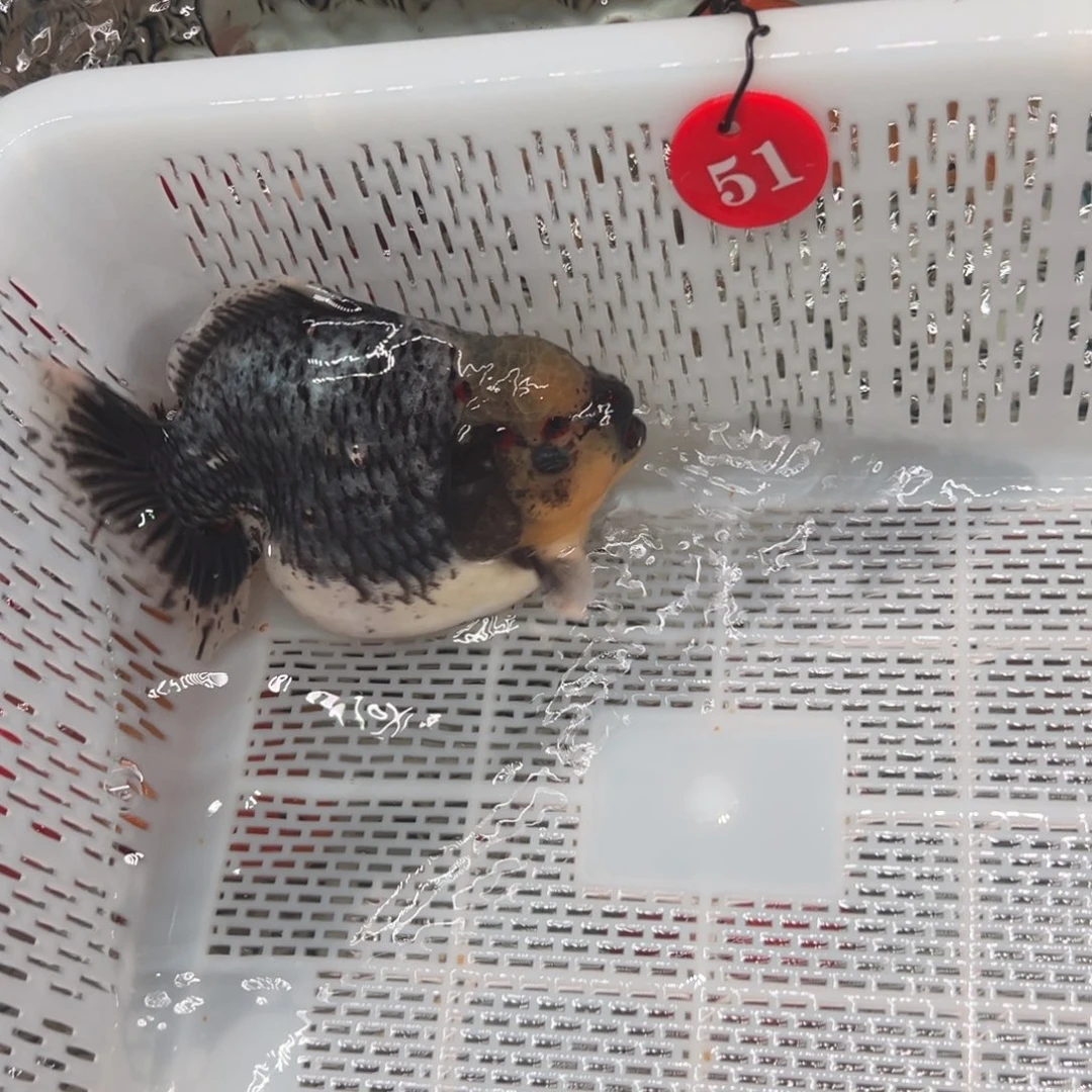 用***2海水鱼你好意思的不给人家面子嘛